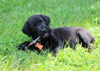 Le 10 razze di cani più adatte ai bambini. Un compagno fedele per la famiglia