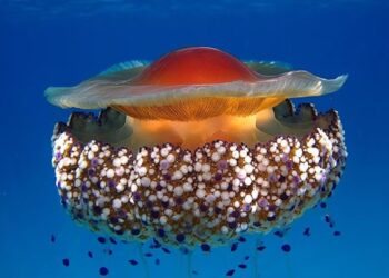La medusa uovo fritto invade le spiagge del Mediterraneo. Ecco dove, i rischi e come riconoscerla