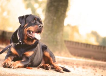 Arriva il patentino obbligatorio per i cani pericolosi. Ecco le razze coinvolte