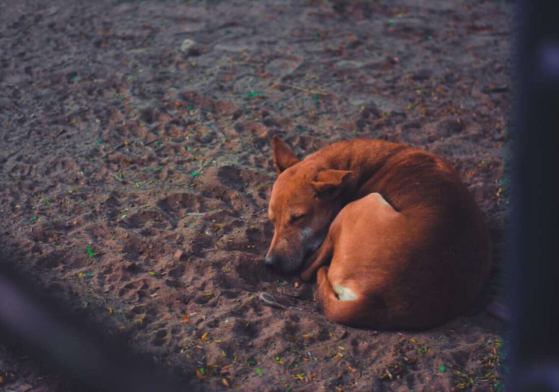 Il tuo cane dorme “a Ciambella”? Ecco cosa significa davvero