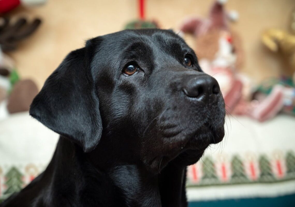 Accarezzare il cane prima di uscire: ecco cosa succede davvero
