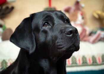 Accarezzare il cane prima di uscire: ecco cosa succede davvero