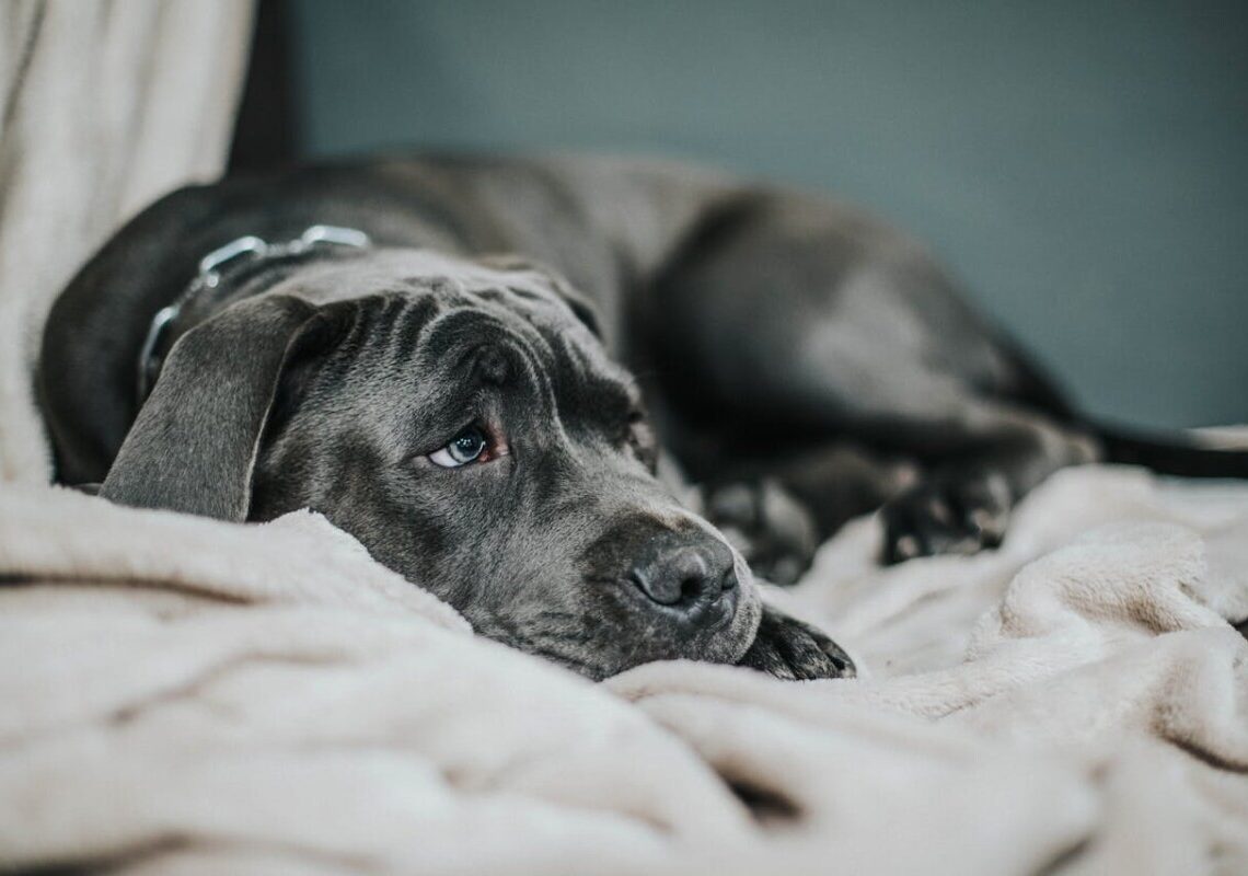 Il tuo cane è triste? Scopri le cause e come renderlo felice di nuovo