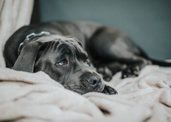 Il tuo cane è triste? Scopri le cause e come renderlo felice di nuovo
