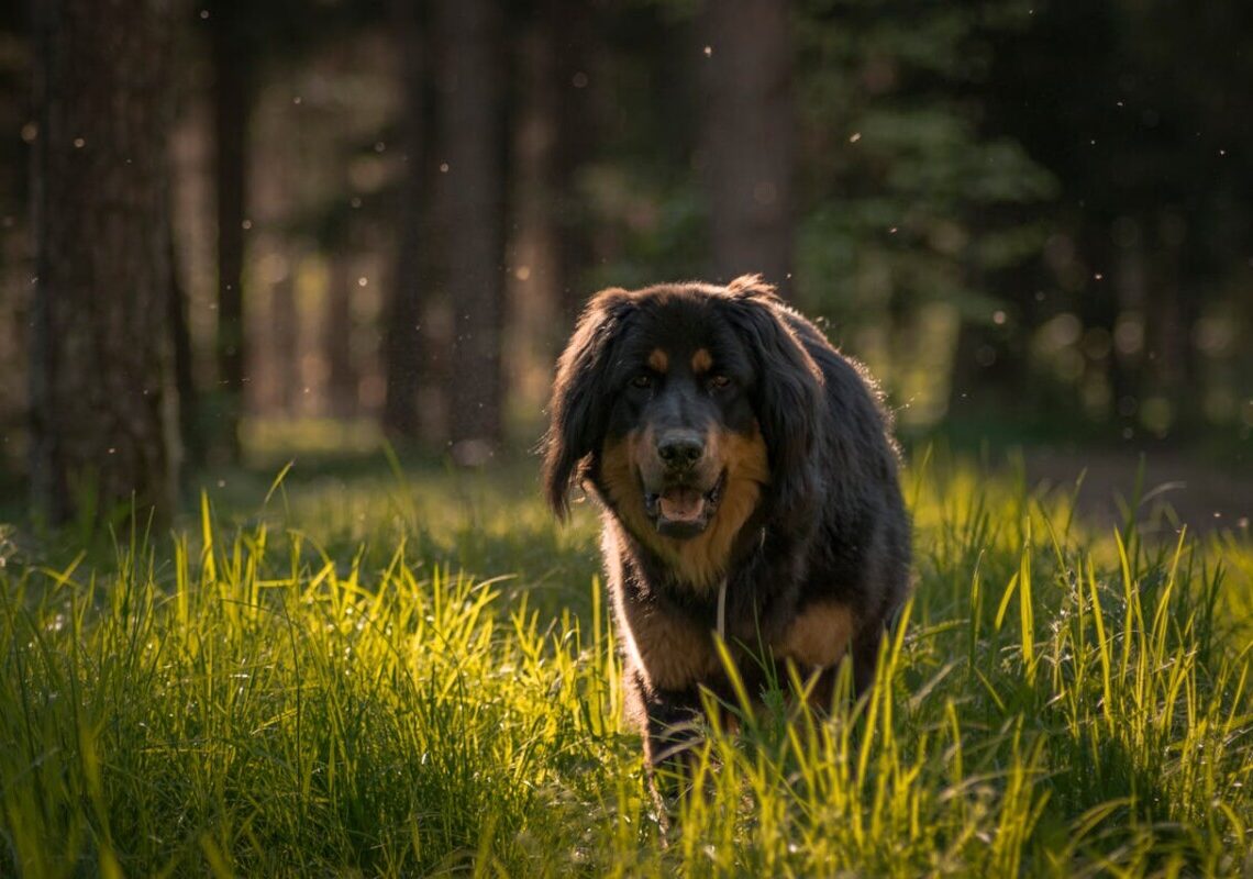 Quali sono i cani più grandi del mondo? Ecco la classifica definitiva