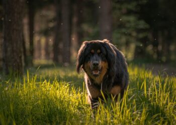Quali sono i cani più grandi del mondo? Ecco la classifica definitiva
