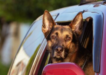 Viaggiare in sicurezza con il tuo animale: le regole che devi conoscere per non incorrere in sanzioni