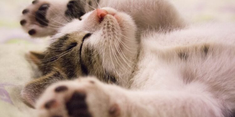 Qual’è la razza di gatti più affettuosa? Scoprilo ora