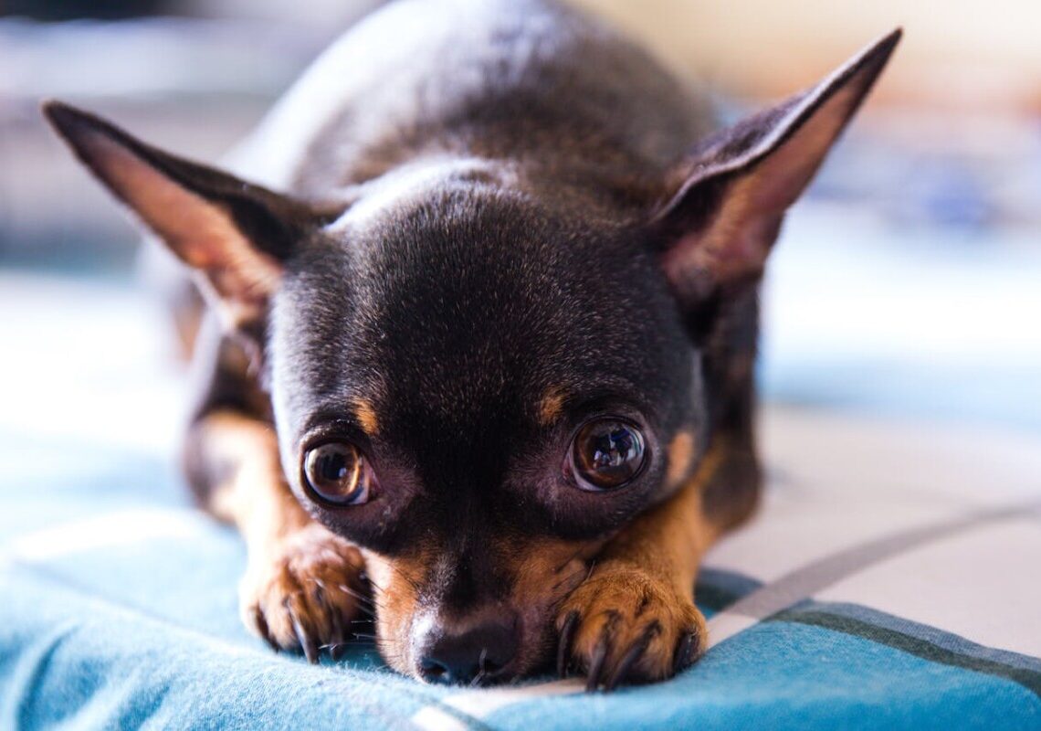 Vuoi un cane che resti con te per una vita? Scopri le 10 razze più longeve