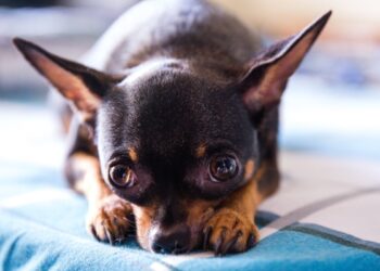 Vuoi un cane che resti con te per una vita? Scopri le 10 razze più longeve
