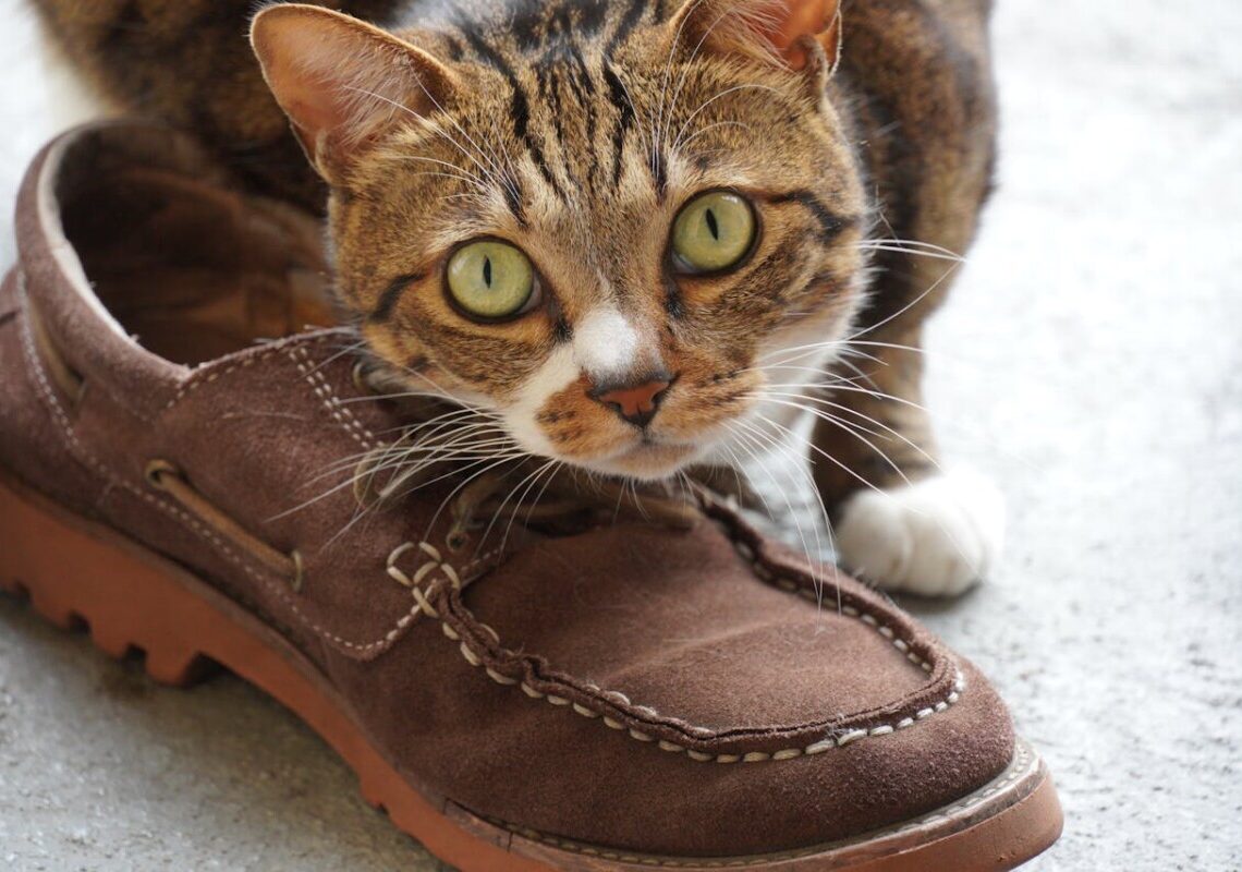 Perché i gatti si strusciano sulle scarpe? La spiegazione ti sorprenderà