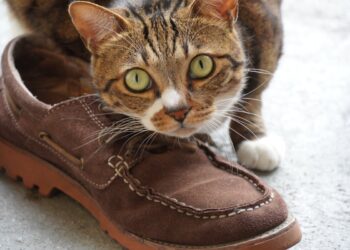 Perché i gatti si strusciano sulle scarpe? La spiegazione ti sorprenderà