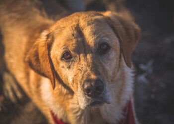 Guardalo negli occhi: ecco cosa succede davvero tra te e il tuo cane