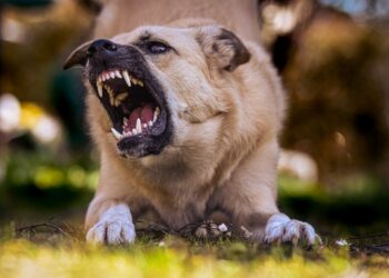 Cane aggressivo? Ecco come gestirlo in modo sicuro ed efficace