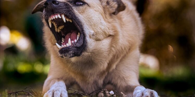 Cane aggressivo? Ecco come gestirlo in modo sicuro ed efficace