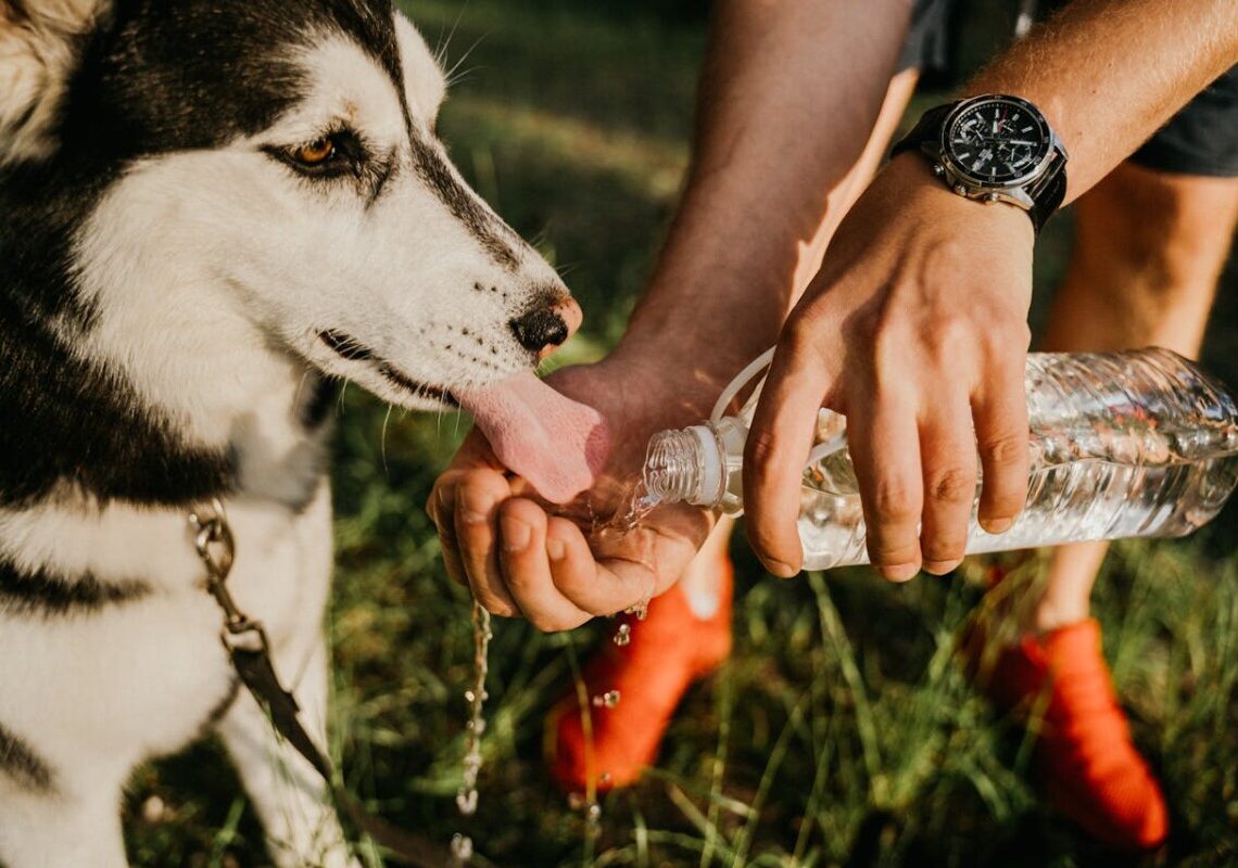 Perché il cane beve tanto: quando preoccuparsi e cosa fare