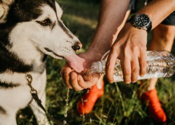 Perché il cane beve tanto: quando preoccuparsi e cosa fare
