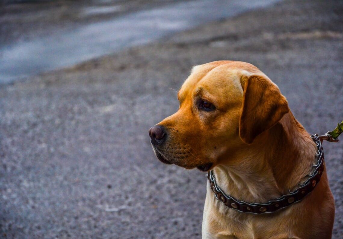 Passeggiate con un cane reattivo: 6 consigli per gestire lo stress e migliorare l’esperienza