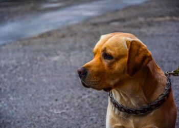 Passeggiate con un cane reattivo: 6 consigli per gestire lo stress e migliorare l’esperienza