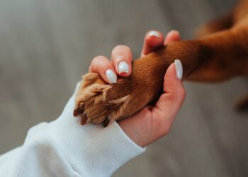Come capire se il tuo cane ha bisogno di attenzioni: i 6 segnali da riconoscere subito