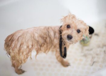 Toelettatura del cane: quando diventa eccessiva e come intervenire