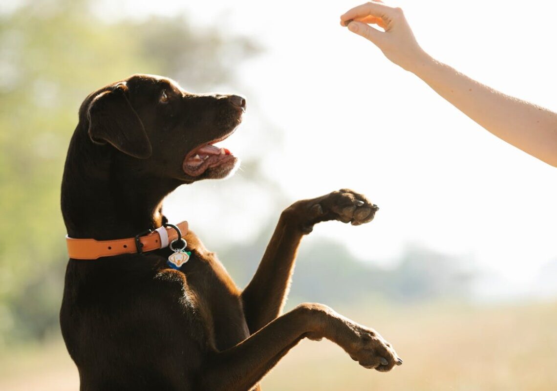 Il tuo cane non ti ascolta? Ecco il segreto per farlo obbedire senza stress