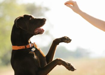 Il tuo cane non ti ascolta? Ecco il segreto per farlo obbedire senza stress