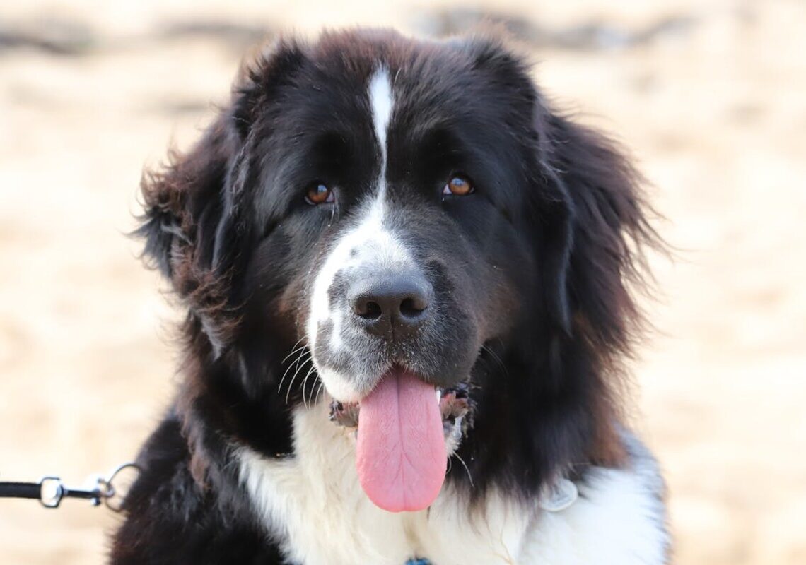 Le razze di cani con vita breve: quali sono e perché vivono meno?