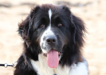 Le razze di cani con vita breve: quali sono e perché vivono meno?