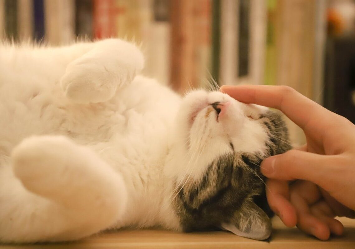 Perché è importante salutare il gatto prima di uscire di casa. Un piccolo gesto che fa la differenza