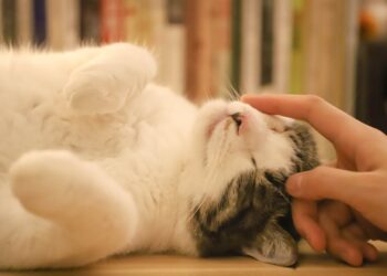 Perché è importante salutare il gatto prima di uscire di casa. Un piccolo gesto che fa la differenza