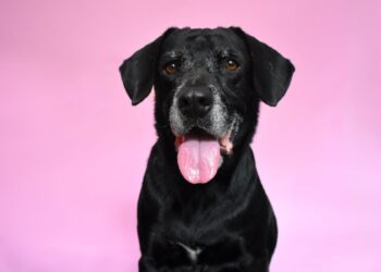 Come prendersi cura di un cane anziano: guida completa per un invecchiamento in salute