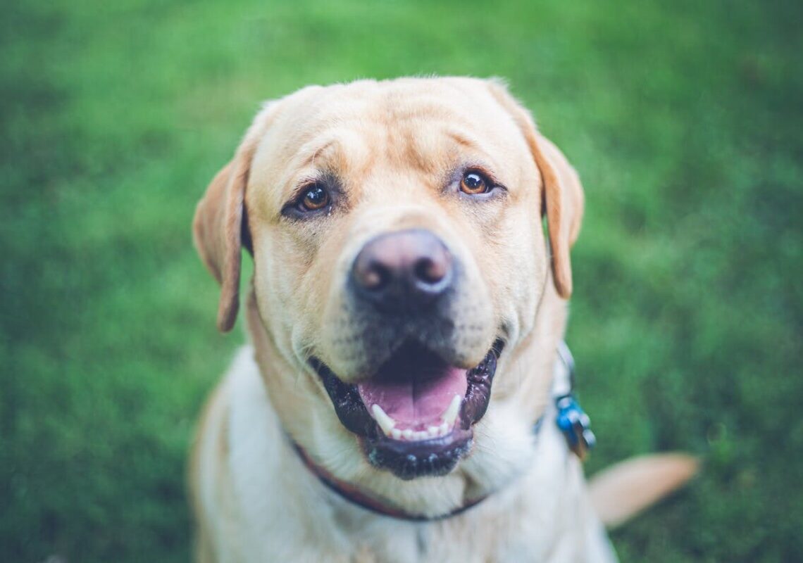 Scopri perché tutti gli amanti della natura stanno scegliendo i Labrador come compagni ideali