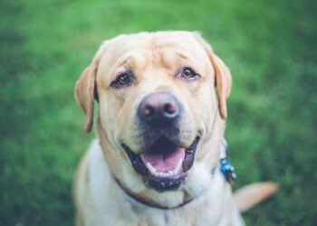 Scopri perché tutti gli amanti della natura stanno scegliendo i Labrador come compagni ideali