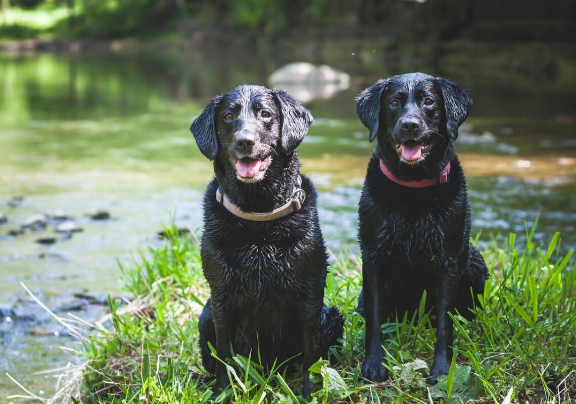 Le razze di cani più attive e divertenti: scegli il compagno perfetto per te