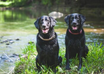 Le razze di cani più attive e divertenti: scegli il compagno perfetto per te