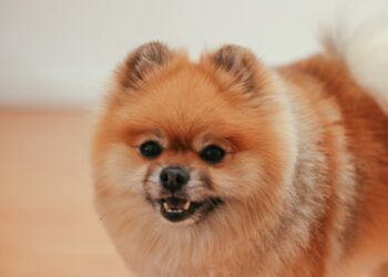 Cani di piccola taglia: le razze migliori per intelligenza, affetto e stile di vita