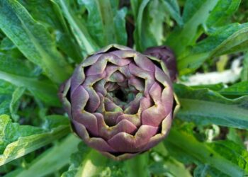 Carciofi: un superfood ricco di benefici per la salute e i consigli su come prepararli