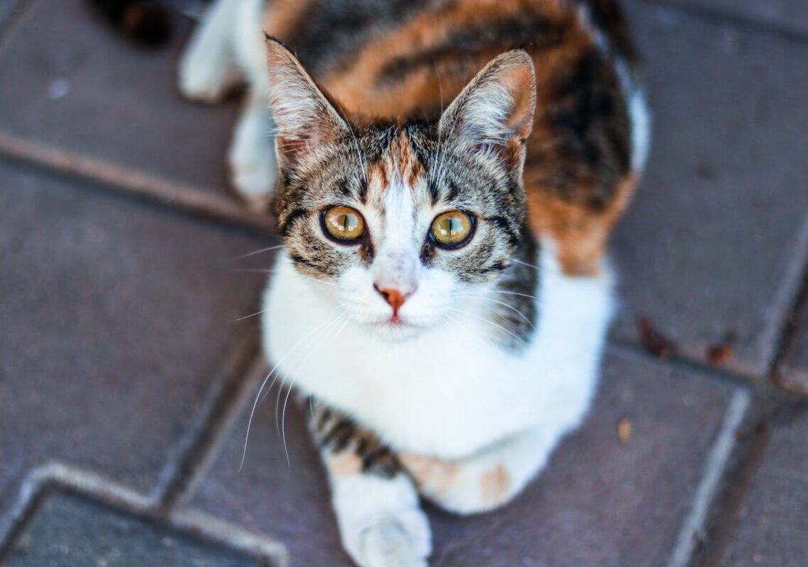 Quanto vive un gatto europeo? Tutto sulla longevità del felino più amato d’Europa