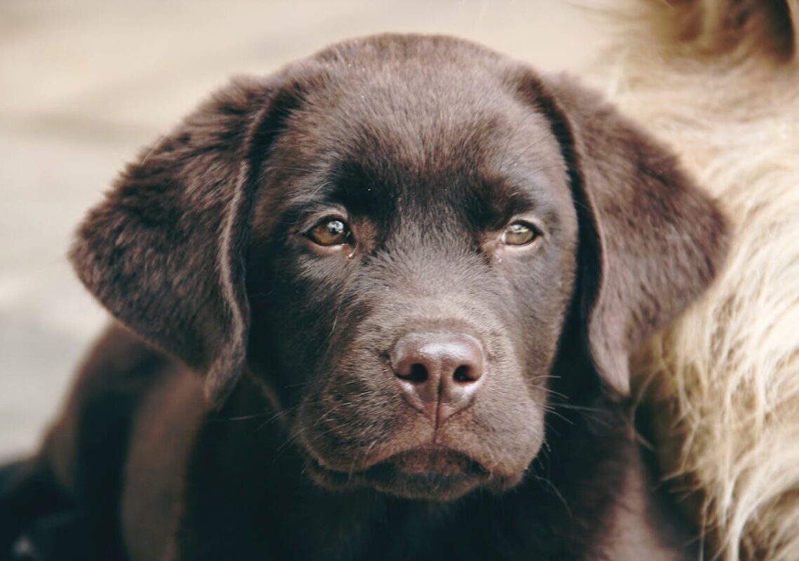 Le 10 razze di cani più intelligenti: ecco quali eccellono nell’apprendimento