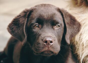 Le 10 razze di cani più intelligenti: ecco quali eccellono nell’apprendimento