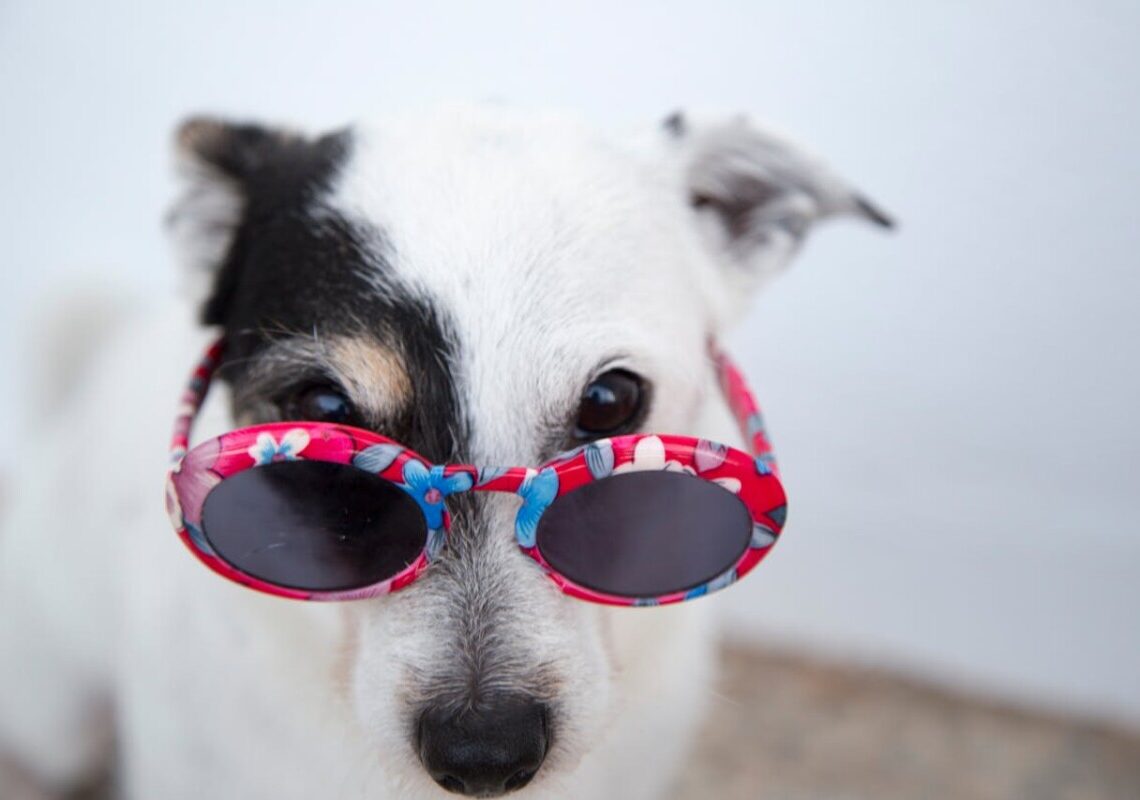 Come vedono i cani? Scopri i colori e le capacità visive del tuo amico a quattro zampe