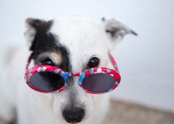 Come vedono i cani? Scopri i colori e le capacità visive del tuo amico a quattro zampe
