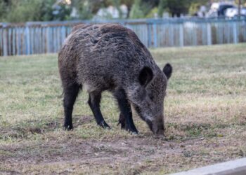 Se incontri un cinghiale, fai attenzione: ecco come proteggerti e cosa evitare