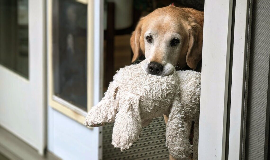 Perché i cani amano i peluche: istinto, affetto e sicurezza