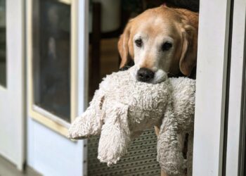 Perché i cani amano i peluche: istinto, affetto e sicurezza