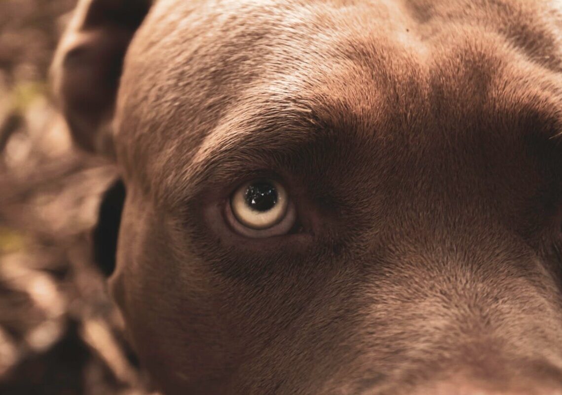 Perché i cani ci guardano negli occhi? Le ragioni dietro questo comportamento