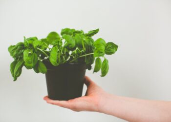 Mai più basilico secco: il metodo infallibile per farlo durare mesi