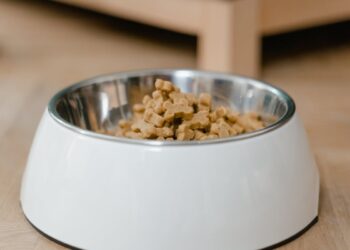 Ciotole per cani e gatti: ogni quanto lavarle e perché è fondamentale
