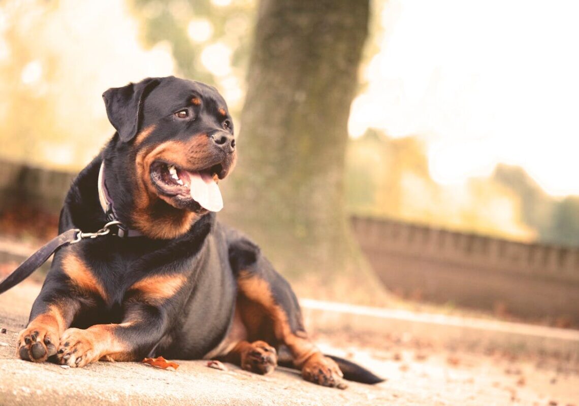 Rottweiler: forza, intelligenza e fedeltà in un solo cane